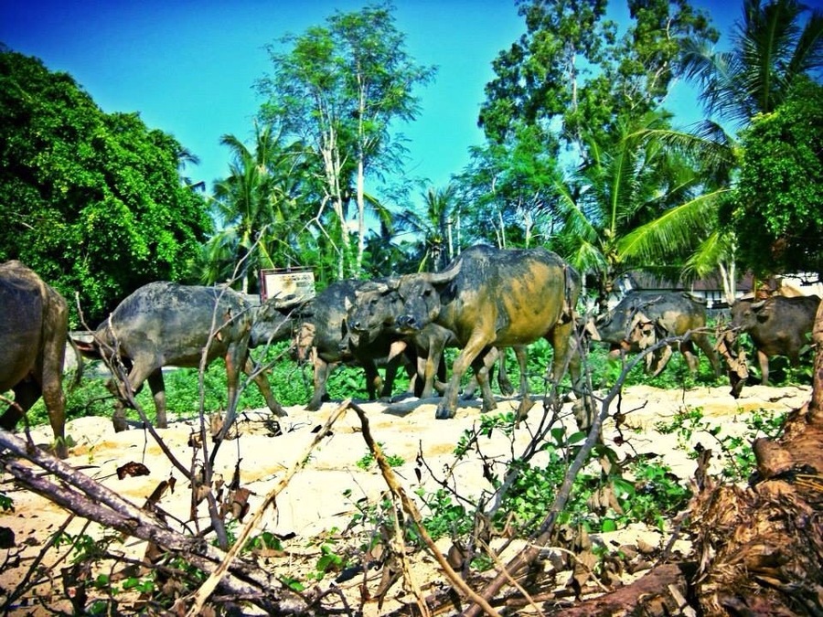 Water buffalo.