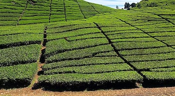 An amazing view of a tea plantation in Java.