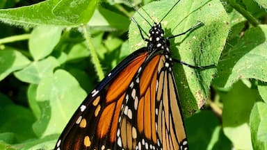 Hello Beautiful. Newly hatched monarch drying his wings.