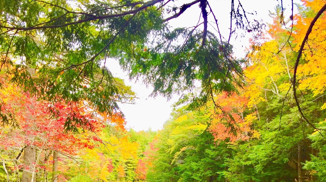 Photo by Anne  Jordan