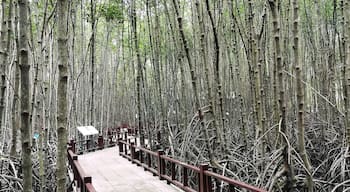 Walking on the trail in mangrove forest. At the back end, there is an observation tower that you can walk up to see the greenery view on top of mangrove forest. #GreatOutdoors