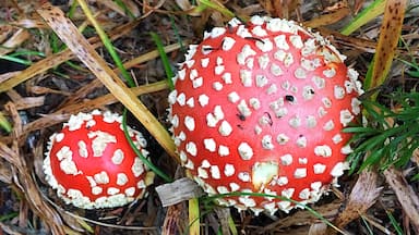 I'm not 100% sure what this beautiful fungus is. The closest thing I can find is Fly agaric. Please correct me if I'm incorrect. 