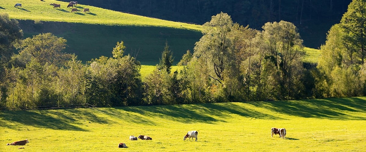 I was driving all the way to Salzburg from Munich and the scenery going there was absolutely gorgeous. #green #ontheroad
