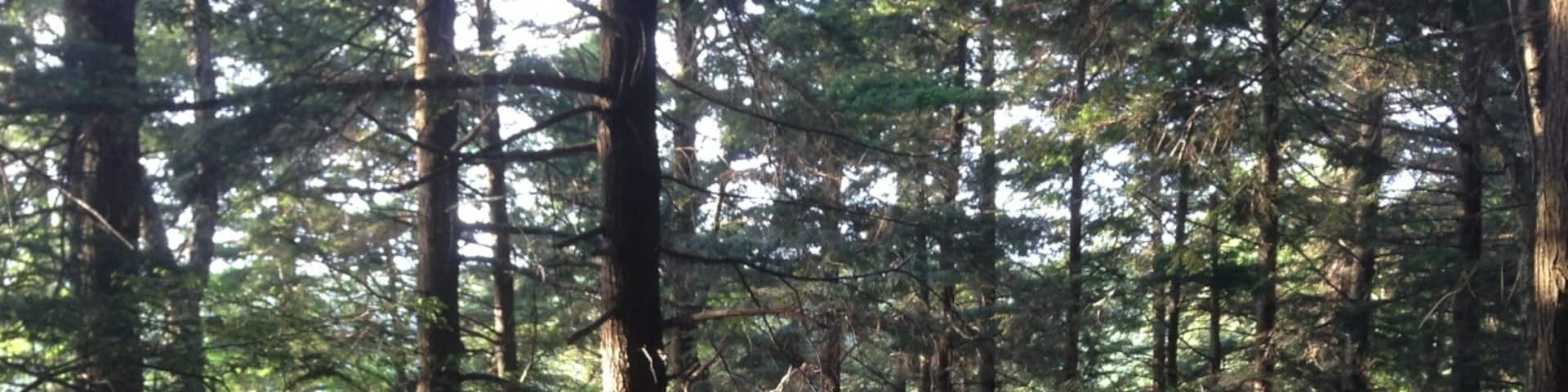 Deer Hill Shelter is a backpackers shelter, and therefore FREE, unlike the other camp areas on Mt Greylock. It's only about a mile and half from the parking area nearest to Campground Trail. Deer Hill Trail itself branches off from Campground Trail to take you to the shelter. Map location is approximate since it doesn't show all the trails and the shelter is dwarfed by the surrounding forest. First come, first serve here ... and if you show up in the middle of the week in early summer, you might get it all to yourself like we did!
