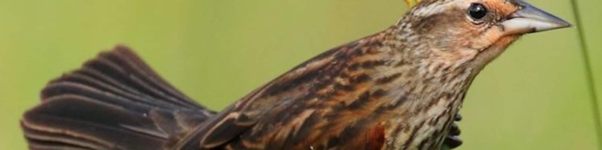 This is a female Redwinged Blackbird I saw at Tree Tops Park Davie Florida.
#birds #wildlife #Florida