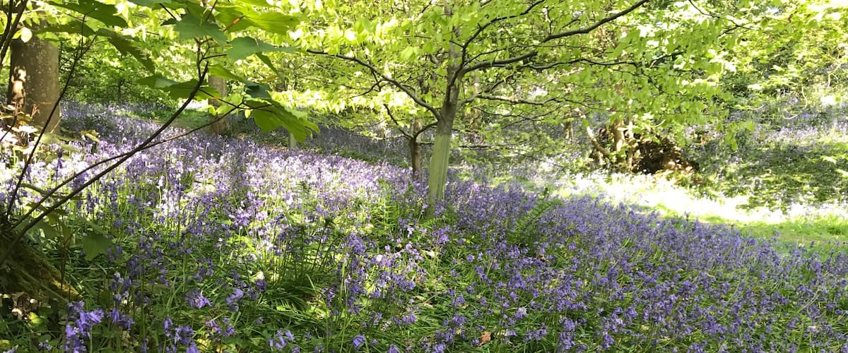 Bluebell wood in early May