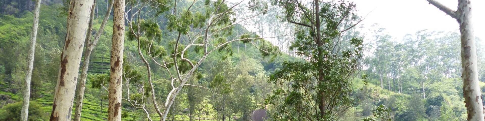 A rural hill country road in Sri Lanka. Either side is fully covered by tea plantations. If you are interested in hunting waterfalls, you must have to go through these roads. But, access by vehicle is not easy and walking is the best way to reach waterfalls.
It is a must for you to get the guidance of a local as these areas are rarely populated.