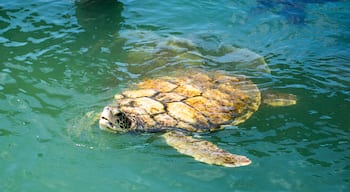 Awesome to go and have a look at the Turtles.