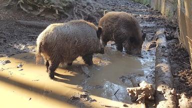 wild boar couple having a bath