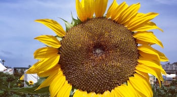 Foud this giant #sunflower in a maze at the San Diego county fair  The theme is the mad hatter and #Aliceinwonderland this year. Also lots of exhibits about sustainable and organic gardening 