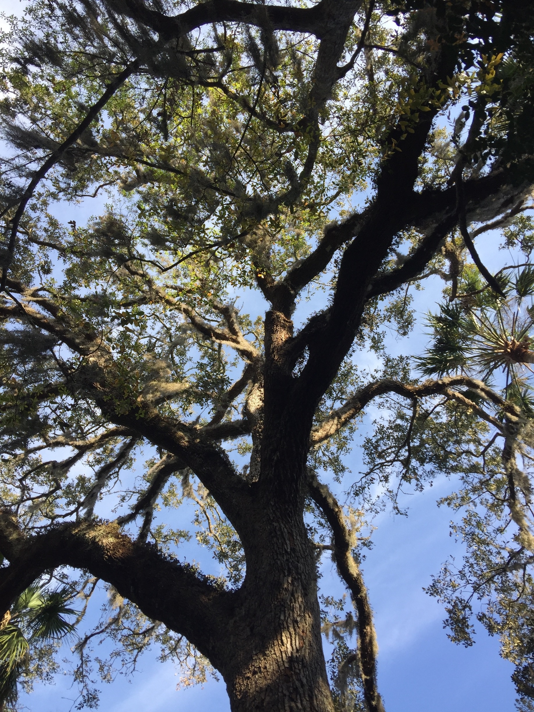 Live oak arching over the top of our RV. Park has 1.5 miles of protected Beach and the Camp sites are tucked into the lush vegetation. It feels very private. Fantastic weather in March. 