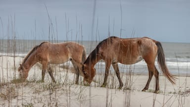 And here it is. The image setting I was hoping for. These beautiful totally wild horses in view of the ocean. I am so glad to have seen this. They never got any closer to the water than this. These two kindly allowed me to take a few photos of them on the dune above the beach while they grazed on small plants. Cumberland is a totally wild and beautiful place. You can hike the island for days and not see a single horse. Other times you can see a dozen or so. Patience was key and luck. If we didn't decide to hike back along the road instead of the beach we wouldn't have seen this. If we had stopped for lunch we wouldn't have seen them walking down the road. I can't wait till I go back and hope to see a few playing in the surf. 