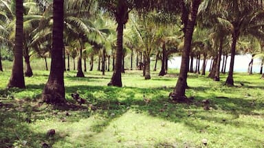 This is my kind of vacation,afternoon siesta under the coconut tree, view from the left are rice fields and to your right the beautiful beach. #myhometown