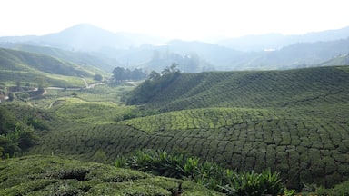 tea plantages and beatuifull hill top view