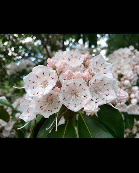 Kalmia latifolia, commonly called mountain-laurel, calico-bush, or spoonwood, is a species of flowering plant in the heather family, Ericaceae, that is native to the eastern United States. It is also the State Flower of Connecticut and Pennsylvania
