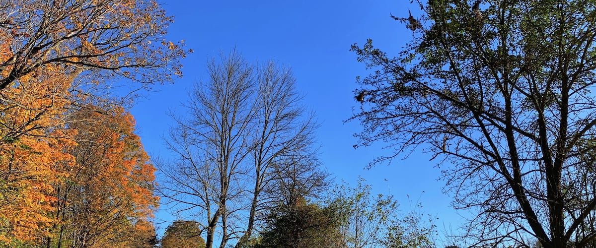 #autumn #fallfoliage #nature #leafpeeping