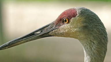 Sandhill Cranes roam the park and are easily photograph.