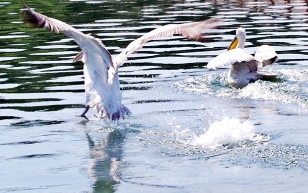 Despite the fact that it is an artificial lake, it is today a very important international wetland of Greece, since it gives selter to many seldom aquatic bird species. It is located in prefecture of Serres.