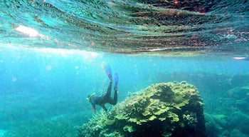 Snorkeling in down under

#travel #australia #reef #what's hot 
