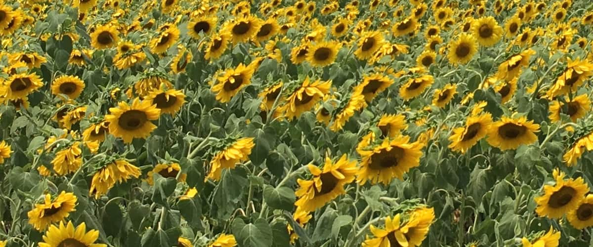 Have to pull over to photograph this sunflower field if you're on your way back from the Eastern Shore.