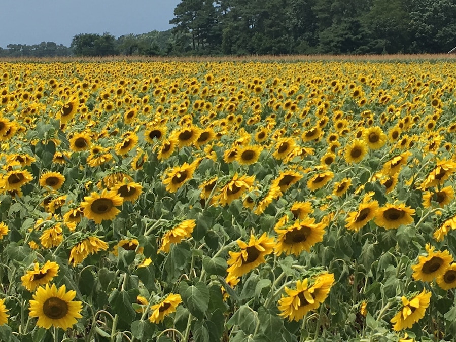 Have to pull over to photograph this sunflower field if you're on your way back from the Eastern Shore.