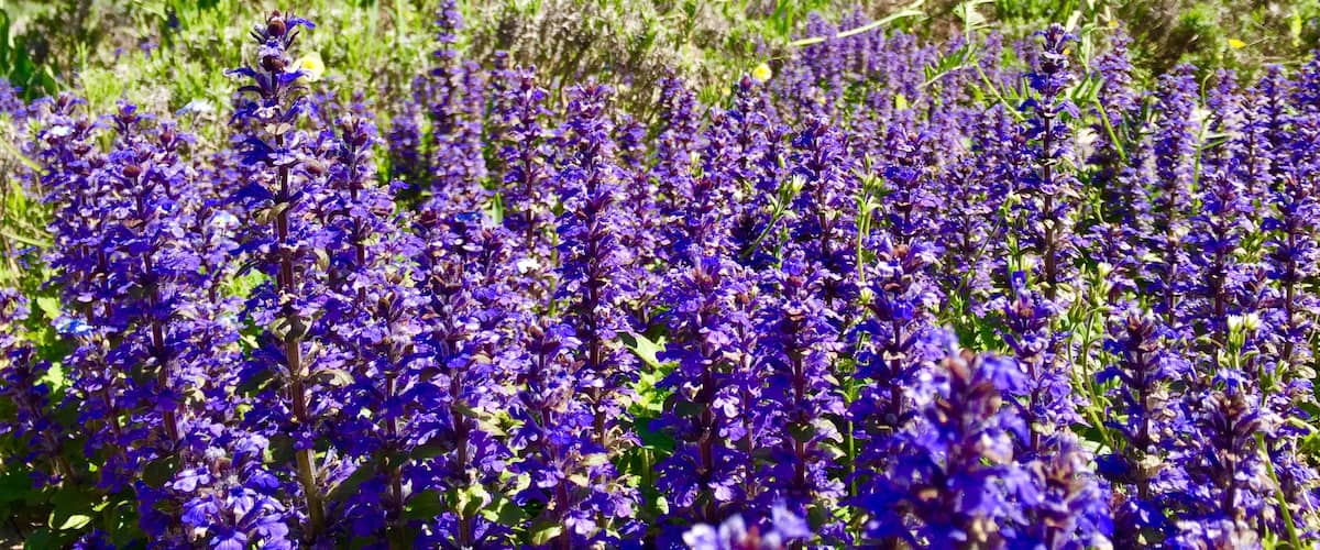 Beautiful tangled garden is a gorgeous spot for a stroll. Enjoy the fantastic sights and smells and the mint chocolate ice cream ❤️