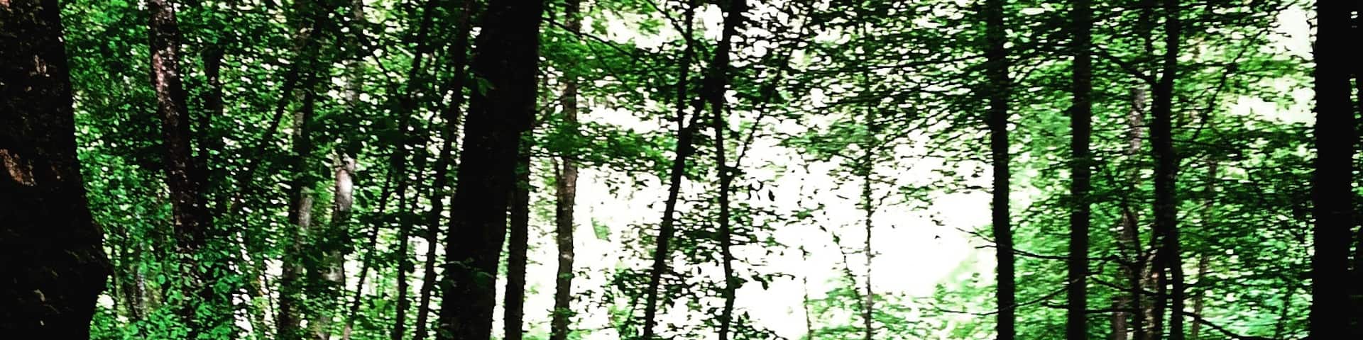 Entering Gauja national park. The descent to the woods was epic n it is a wonderful park, however poor on directions, so be aware😃
About over an hour's ride from Riga n totally worth it😃
#latvia #latvian #nationalparks #nature #wild #descent #baltics #place #mustsee #woods #outdoors #awesome #photo #moment