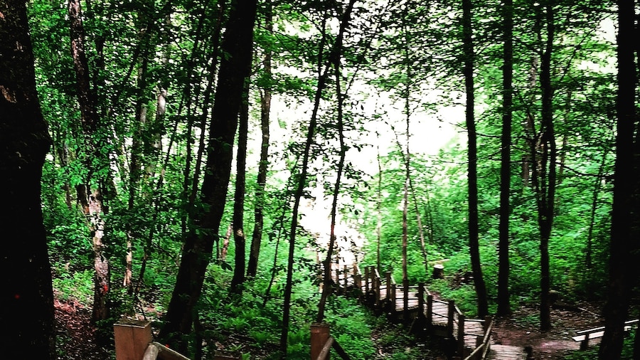 Gauja nasjonalpark
