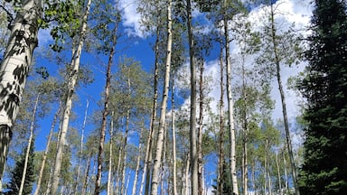 Where the Aspen trees grow... #Trovember #Hiking #SummerDays
