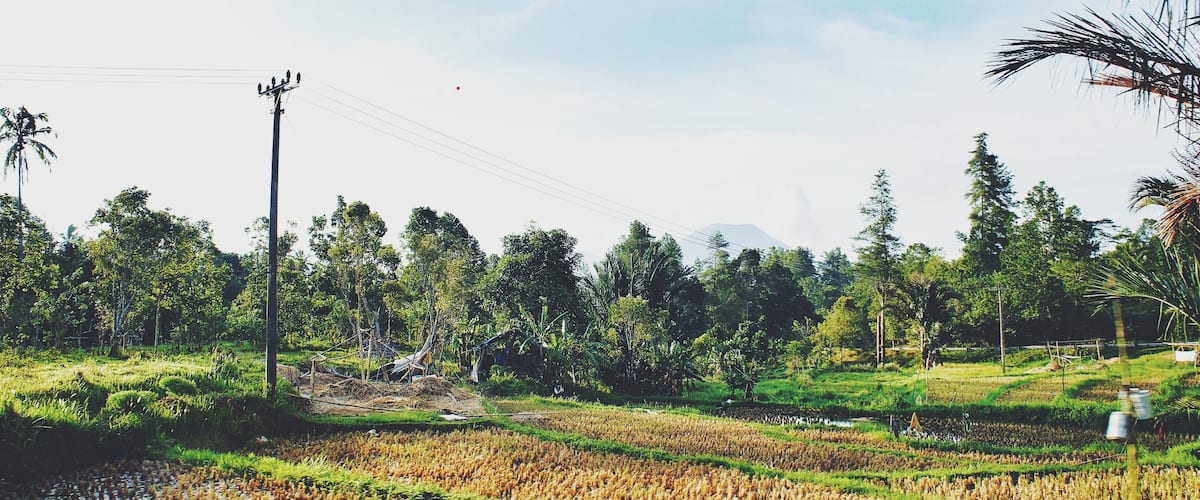 - Paddy Field -
Paddy field in Tomohon, North Sulawesi.
Rice is very important in our lives. We have it everyday!