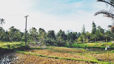 - Paddy Field -

Paddy field in Tomohon, North Sulawesi.
Rice is very important in our lives. We have it everyday!