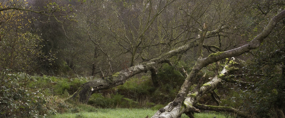 Storm fallen trees in the River Churnet valley