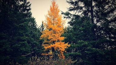 Tamaracks are the best part of #fall in Northern MN! #fallcolors #leaveschange #OnlyinMN