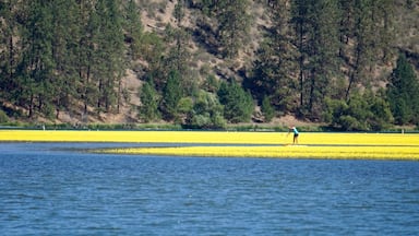 Stand Up Paddle Boarding through waterlillies. $25 for two hours can rent onsite from the office