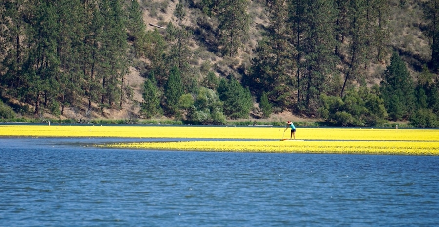 Stand Up Paddle Boarding through waterlillies. $25 for two hours can rent onsite from the office