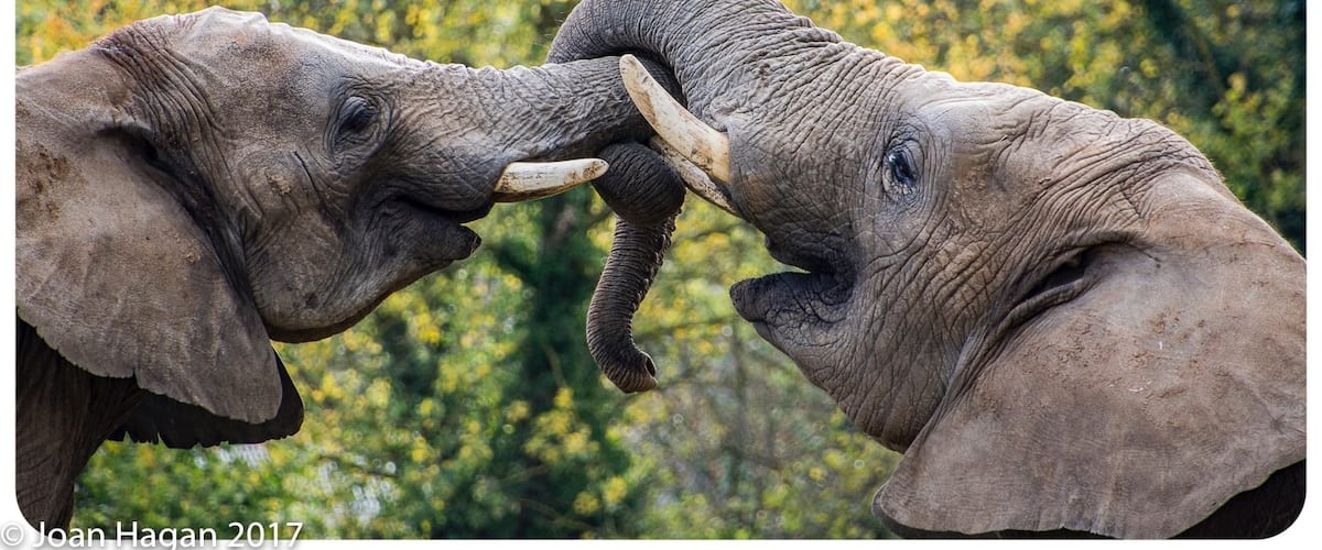 Howletts is one of two parks owned  by Aspinall foundation in Kent. Lots to see from Tigers, Lions and Gorillas to Elephants, Rhino and leopards. Yearly membership is available for both parks and Great value for money.