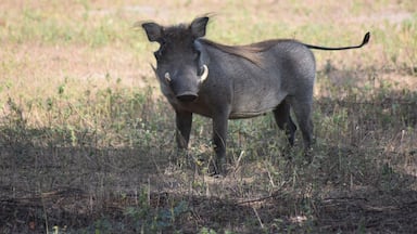 An amazing tour through the Senegal bush..saw Rhino, zebra, giraffe, warthogs and eland didn't see the buffalo they where hiding... followed by a very nice pizza back at the restaurant:-)