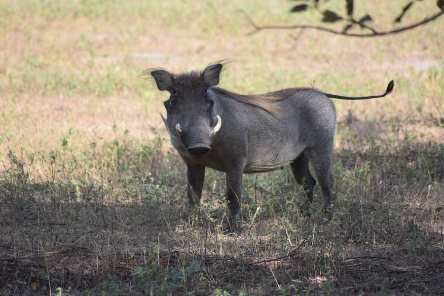 An amazing tour through the Senegal bush..saw Rhino, zebra, giraffe, warthogs and eland didn't see the buffalo they where hiding... followed by a very nice pizza back at the restaurant:-)