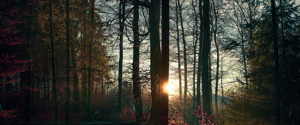 Happy to have captured this wonderful sunset during our walk in Moncor forest in one winter's afternoon!
