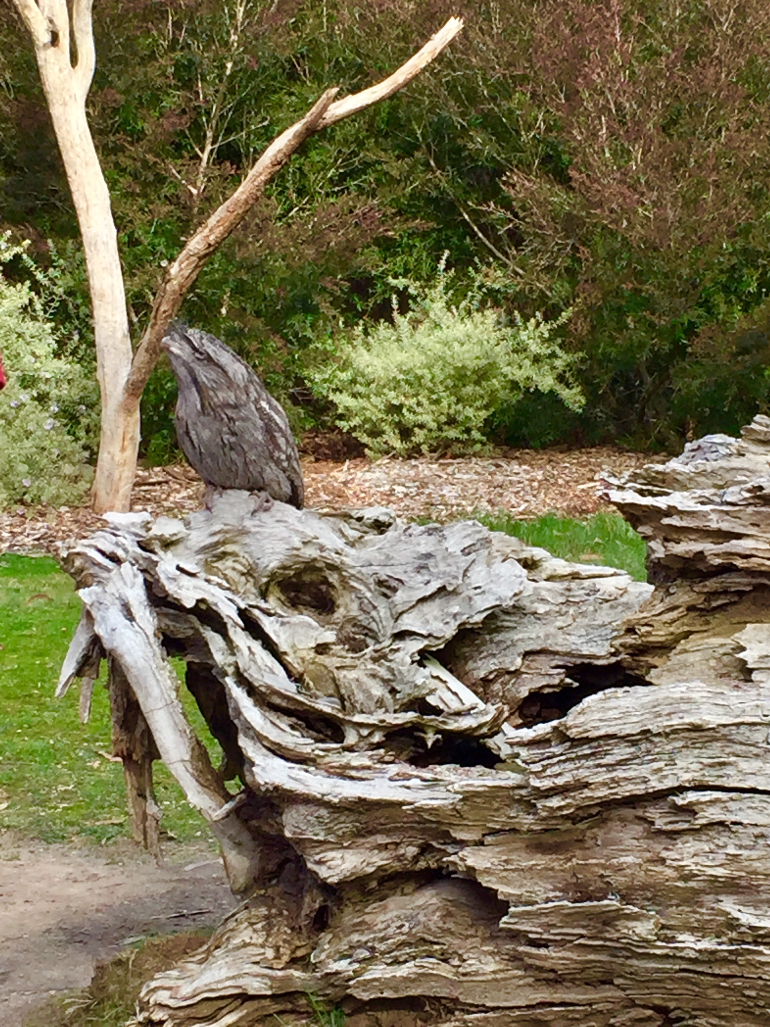 Can you spot me? Owl disguised as tree branch! Lots of fun close encounters with Aussie animals at this sanctuary. Evening tour is full of surprises too!