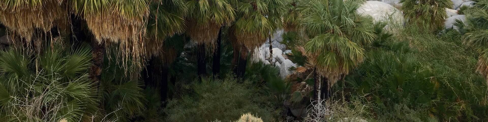 Guadalupe Canyon from the trails (!) every tent site has a private hot spring #GoldenHour #Hiking