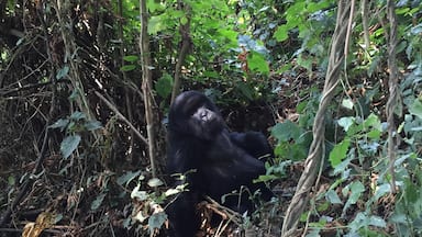Gorilla trekking in Volcanoes National Park of Rwanda #lifeatexpedia