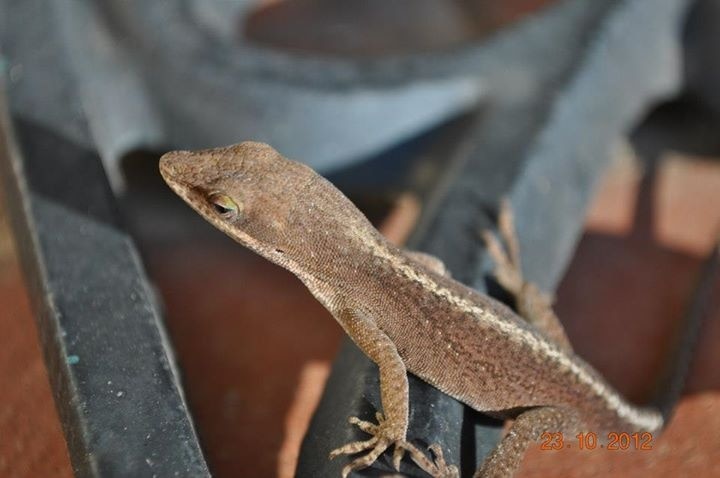 These lil lizards like to sunbathe. Always fun to photograph wildlife!