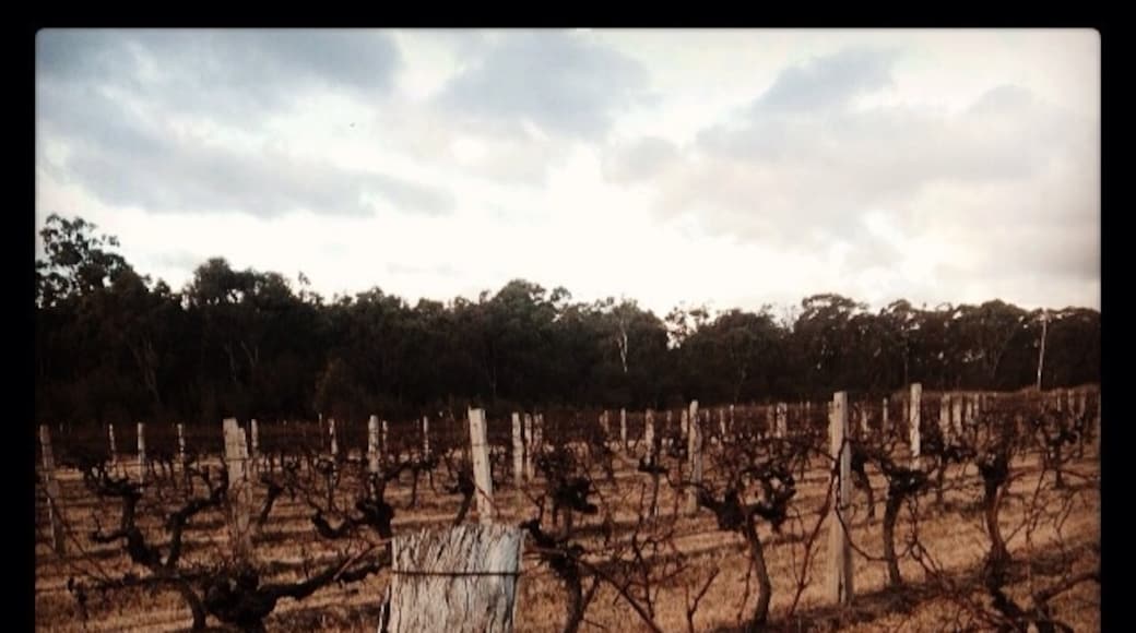 Tobin Wines, Ballandean, Queensland, Australia