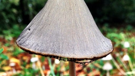 Photo by Gerrit Seigers