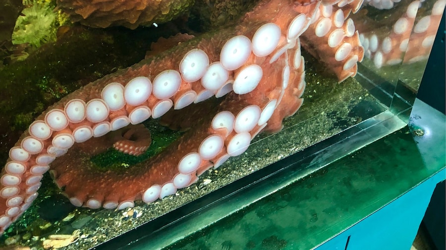 The Marine Life Center is very small but is worth it. Its a non profit and takes donations. It’s a look into the life under the water. The touch tank was a huge hit with us.