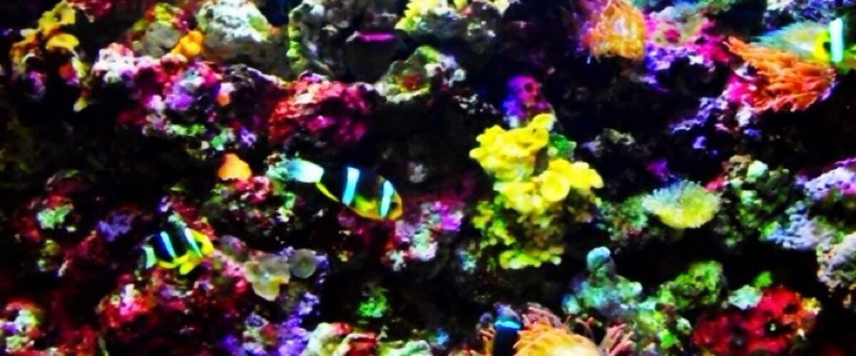 One of the tanks inside the aquarium ... Love the colors