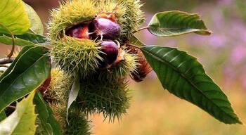Chinese #chestnut season is coming, Kam shine bright, sweet and delicious,are you ready>_>

https://twitter.com/Beautifulgx