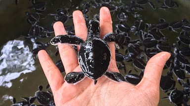 A day old sea turtle.. ❤️

This conservatory saves sea turtles and homes so many ranging from deformed turtles , to a white turtle that is born one in a million and also saves turtles that are hurt during fishing ..