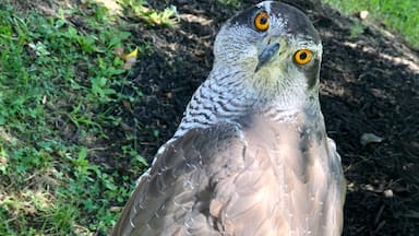 Beautiful birds of prey at the Columbus Renaissance Festival. 